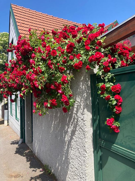 WOW SHOPPERS™ Elegant Climbing Rose Flower Seeds With Plant Growth Suplement