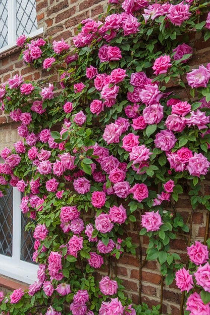 WOW SHOPPERS™  Elegant Climbing Rose Flower Seeds With Plant Growth Suplement