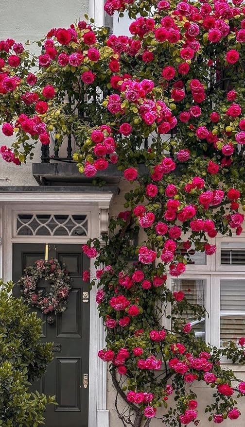 WOW SHOPPERS™  Elegant Climbing Rose Flower Seeds With Plant Growth Suplement