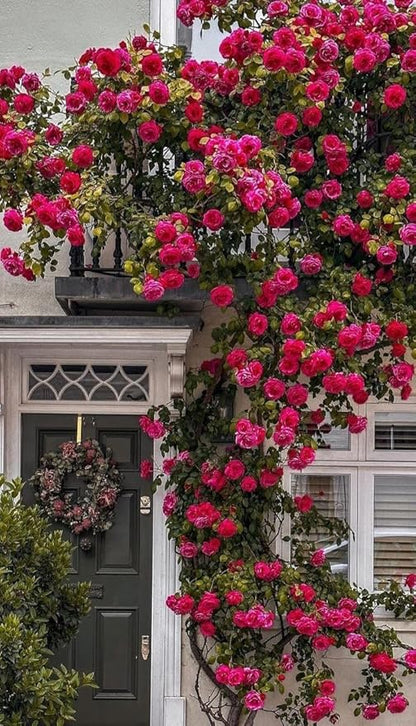 WOW SHOPPERS™  Elegant Climbing Rose Flower Seeds With Plant Growth Suplement