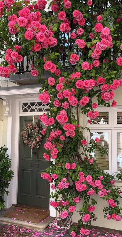 WOW SHOPPERS™  Elegant Climbing Rose Flower Seeds With Plant Growth Suplement